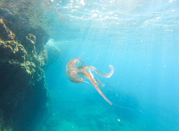 Jellyfish swimming in sea