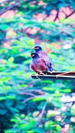 Close-up of bird on branch