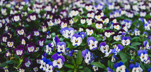 Close-up of purple crocus flowers