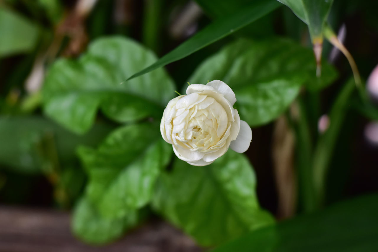 CLOSE-UP OF WHITE ROSE PLANT