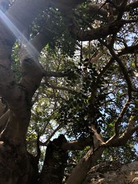 Low angle view of trees in forest