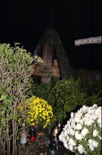 Flower plants at night