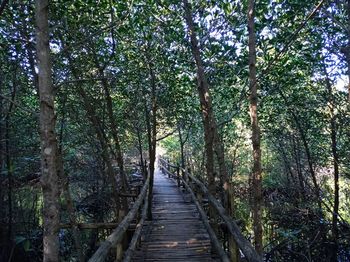 Footpath amidst trees in forest