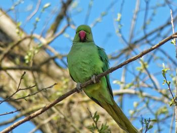 Low angle view of bird perching on branch