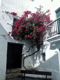 Flower pot on window sill