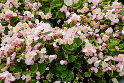 Close-up of pink flowering plants