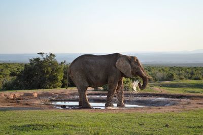 African elephant in pond at addo elephant national park