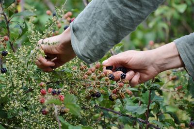 Cropped image of hand holding strawberry plant