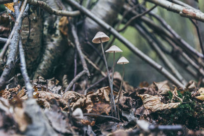 Close-up of mushroom growing on field