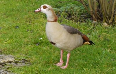Birds on grassy field