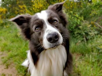 Close-up portrait of dog on field