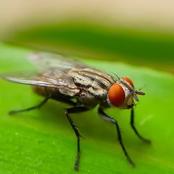 Close-up of fly on leaf