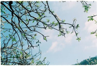 Low angle view of plant against sky