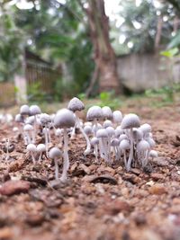 Close-up of mushrooms on field