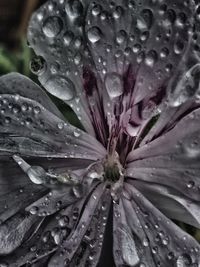 Close-up of wet purple flower