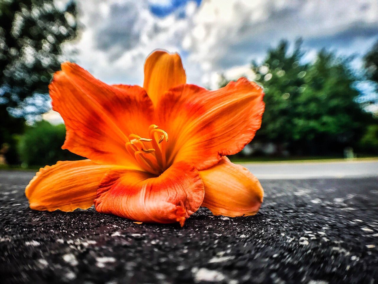 orange color, petal, flower, flower head, selective focus, no people, day, freshness, fragility, outdoors, nature, beauty in nature, close-up, road, day lily, sky