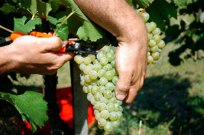 Midsection of man holding fruit