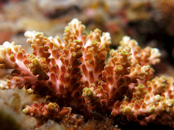 Close-up of coral in sea