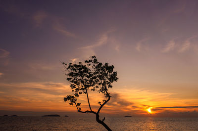 Silhouette plant against sea during sunset