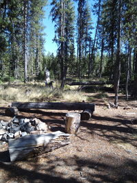 View of trees in forest