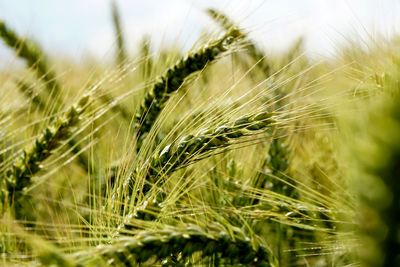 Close-up of stalks in field