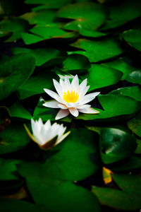 Close-up of lotus water lily in pond