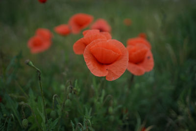 Close-up of orange flower on field