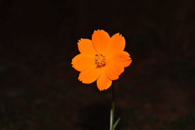 Close-up of yellow flower