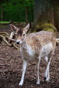 Portrait of deer standing on field