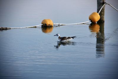 Birds swimming in lake