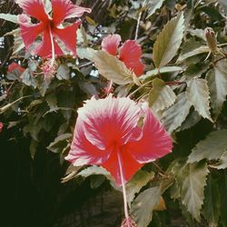 Close-up of pink flowers