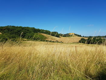 Scenic view of agricultural field against clear blue sky