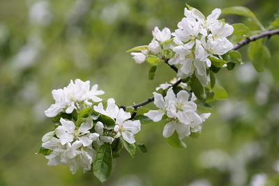 Close-up of white flowers blooming on tree