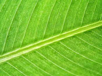 Full frame shot of green leaf