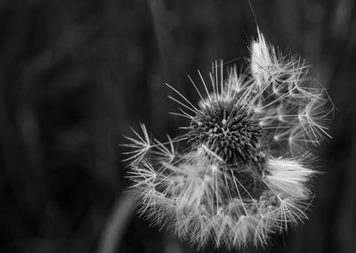 Close-up of dandelion on plant