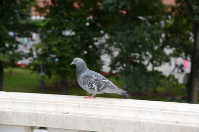 Seagull perching on retaining wall