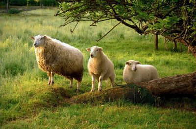 Sheep grazing on grassy field