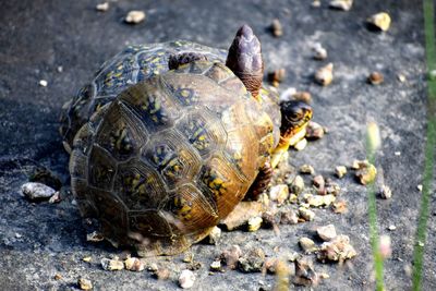 Close-up of turtle