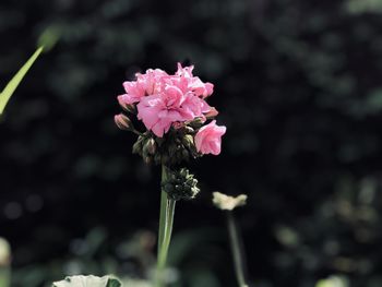 Close-up of pink rose flower