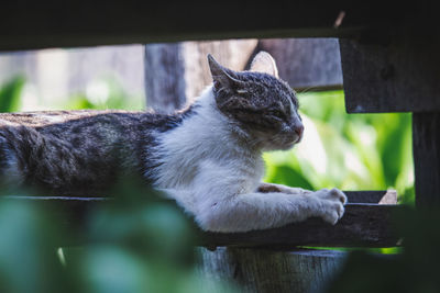 Close-up of a cat looking away