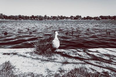Bird in water