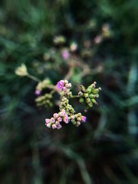 Close-up of pink flowering plant