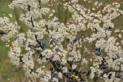 Close-up of white cherry blossom tree