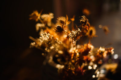 Close-up of christmas decorations