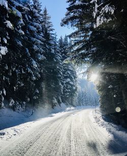 Snow covered road amidst trees in city