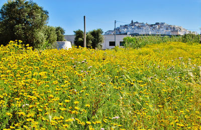 Yellow flowers blooming on field against clear sky