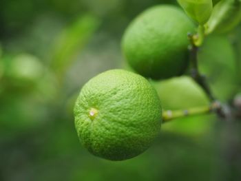 Close up of green lime on blurry background