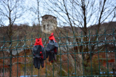 Red leaves hanging on fence against bare trees