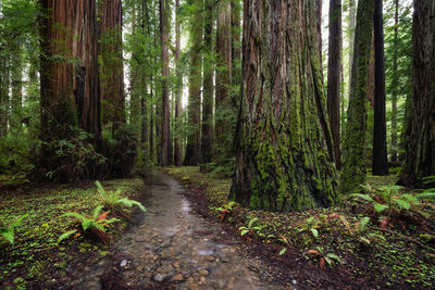 Footpath amidst trees in forest
