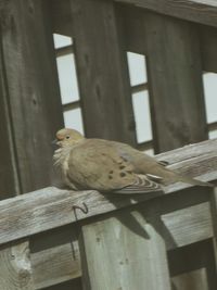 Low angle view of bird perching on railing